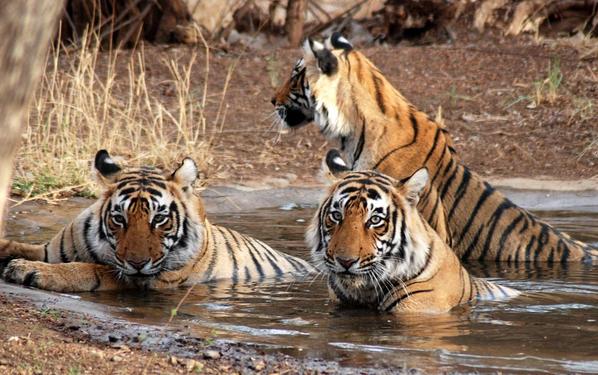 Den of Tigers - Jim Corbett Adventures